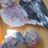 عروس هلندی مولد البینو|پرنده|تهران, حکیمیه|دیوار