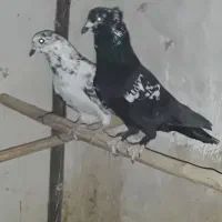 کفتر پرشی|پرنده|قم, زند آباد|دیوار