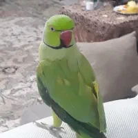 ملنگونررخ به رخ