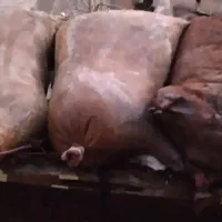 با سلام دوغ ترخینه تمیز وبهداشتی داخل مشک|خوردنی و آشامیدنی|گهواره, |دیوار