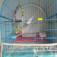 مرغ عشق همراه قفس|پرنده|تبریز, |دیوار