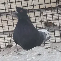 دم سفید کلای مچ پاه لق کناره