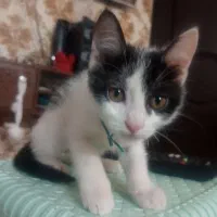 بچه گربه