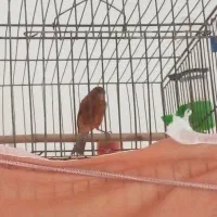 فروش ۴عدد قناری نر بخون۱ماده یک جفت چراغ