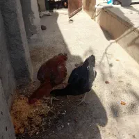 خروسی و ماکی لاری