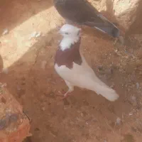 کبوتر|پرنده|چناران, |دیوار
