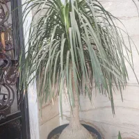 درختچه لیندا