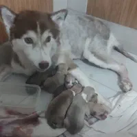 سگ هاسکی