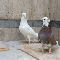 سرور و شازده