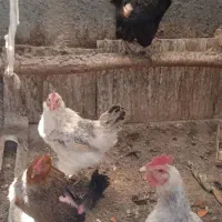 چهار عدد مرغ تخم گذار جوان یک ساله