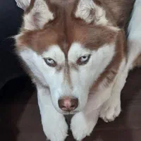 هاسکی خوشگل|سگ|مشهد, رسالت|دیوار