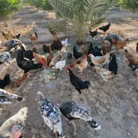 مرغ خروس و بوقلمون|حیوانات مزرعه|دزفول, |دیوار