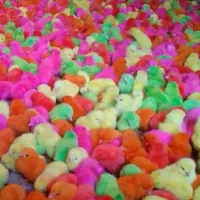 جوجه رنگی جوجه اردک جوجه گلپایگان جوجه مرغ خروس