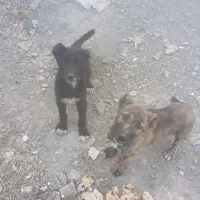 مشهد