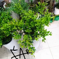 زاموفیلیا قیمت شکن موجودی محدود دیفن نیم بها ۱۴۰