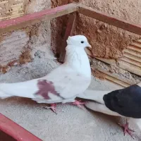 باسلام کبوتر خوب پرشتی قیمت موفت جفتی نر کله سرخ|پرنده|زاغه, |دیوار