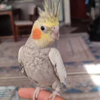 عروس هلندی مولد|پرنده|اندیشه, پرنیان|دیوار