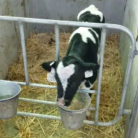 گوساله نرشیرخواره ۲۰۰راس فروشی|حیوانات مزرعه|آبیک, |دیوار