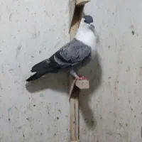 مخمل . سینه.|پرنده|شیراز, زند|دیوار