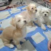 حیوانات خانگی