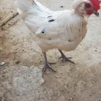 ۳ عدد مرغ ۱سال ۴ماهشونه با پنجره ۸۰ در ۸۵|حیوانات مزرعه|آران و بیدگل, |دیوار