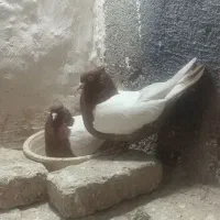 کبوتر سینه ای درجه یک