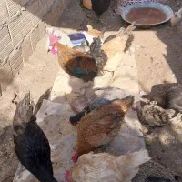 خروس محلی اصل اصل اصل|حیوانات مزرعه|سیرجان, |دیوار