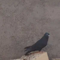 زاغ کاکلی