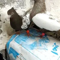 کفتر سینه ای