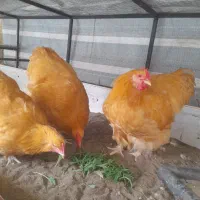 خروس اورپینگتون