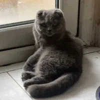 گربه اسکاتیش ماده