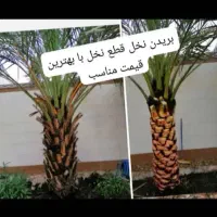 بریدن نخل و هرس نخل و قطع درخت