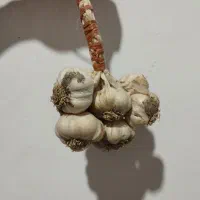 سیر محلی شیرین و باقالا|حراج|لنگرود, |دیوار