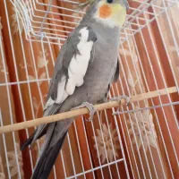 عروس هلندی نر