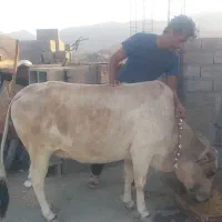 گاوماده فروشی مخصوص نگهداشتن|حیوانات مزرعه|جاسک, |دیوار