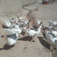 غاز محلی  اصل  قیمت یک ملیون