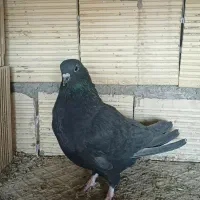 یک جفت دمگیر دولا