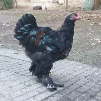خروس برهما جوان ۷ ماهه قیمت ۳۰۰۰۰۰۰