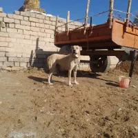 سگ ماده سرابی