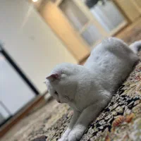 گربه اسکاتیش