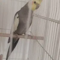 پرنده|پرنده|تربت‌حیدریه, آغوی|دیوار