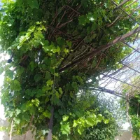 اجاره-باغ-اقتصادی