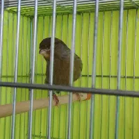 قناری فروشی|پرنده|محمدشهر, شهرک چمران|دیوار