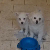 فروش حیوان خانگی ( سگ)