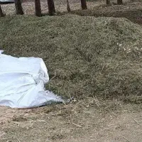 یونجه خرمن کوب شده چین ۵
