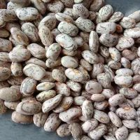 حبوبات اعلا لوبیا چیتی 230000