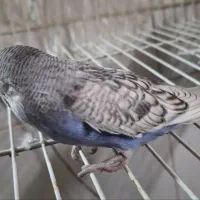 مرغ عشق|پرنده|بیرجند, |دیوار