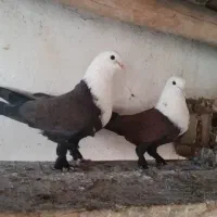 جفت کبـوتر کربلایی