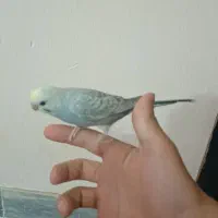 مرغ عشق|پرنده|اسفراین, |دیوار