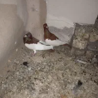 انگشتر مردانه